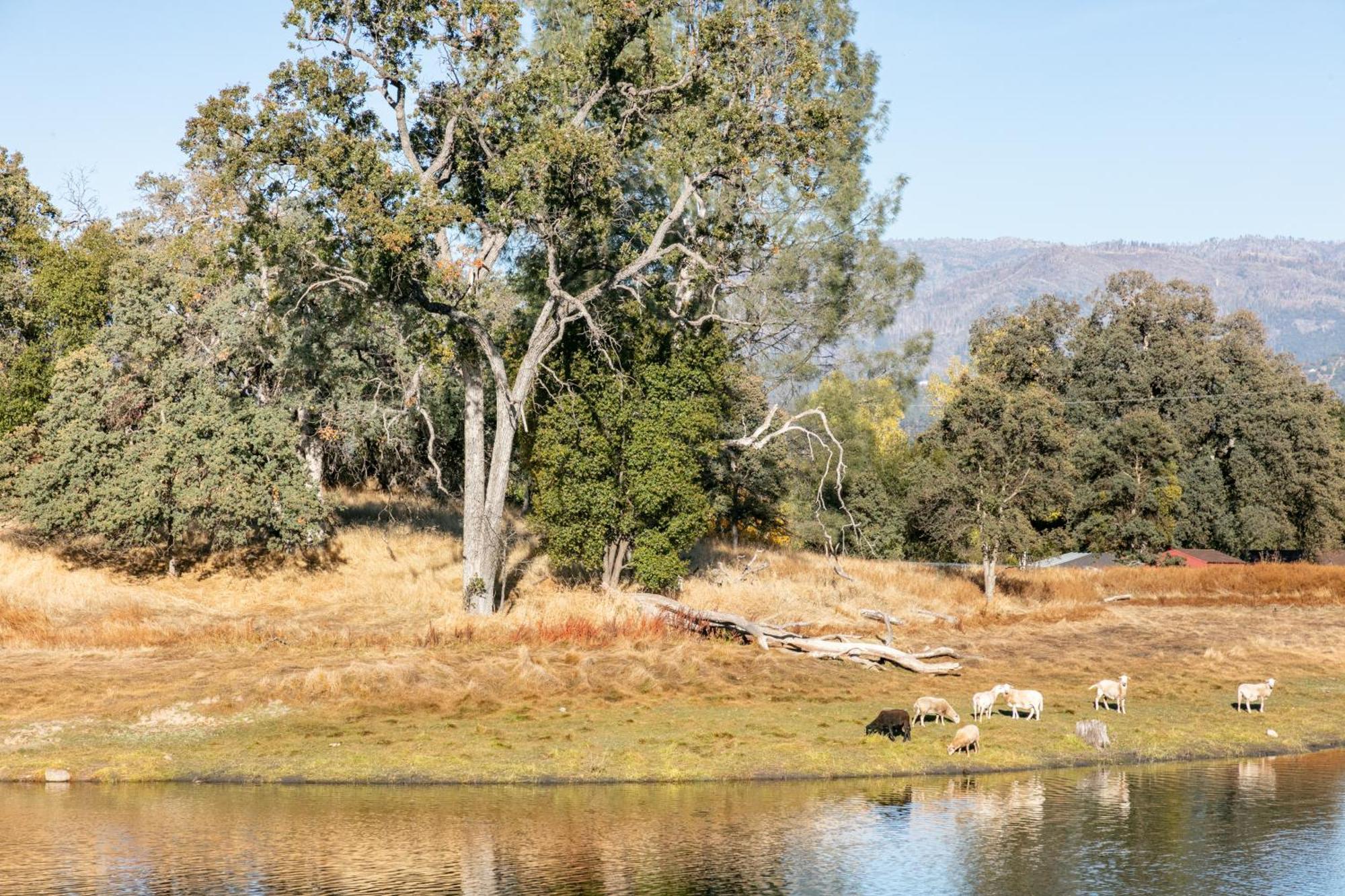 Rolling Oaks Ranch - 200 Acres Of Lakeside Beauty & Countryside Serenity Μαριπόζα Εξωτερικό φωτογραφία