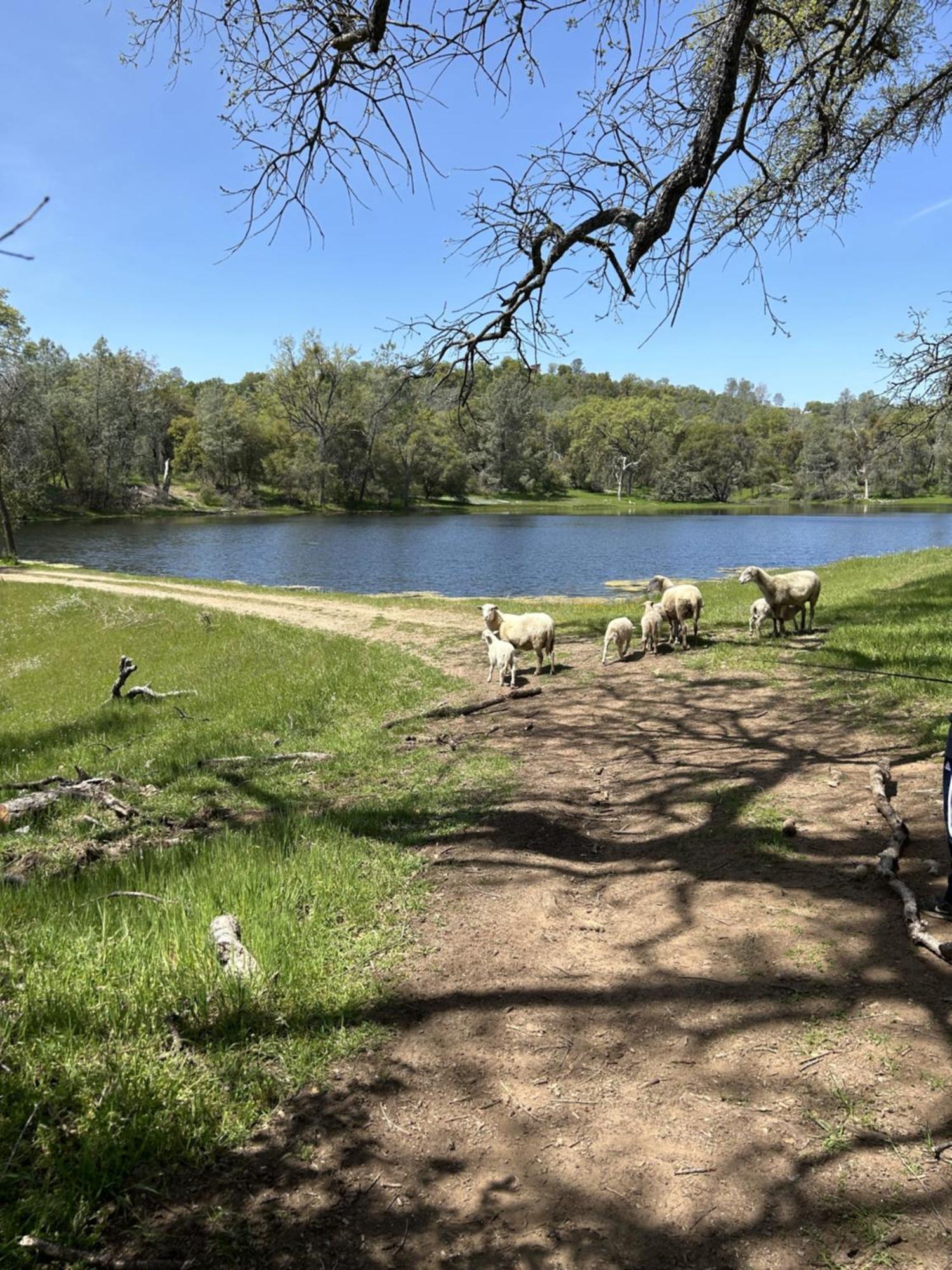 Rolling Oaks Ranch - 200 Acres Of Lakeside Beauty & Countryside Serenity Μαριπόζα Εξωτερικό φωτογραφία