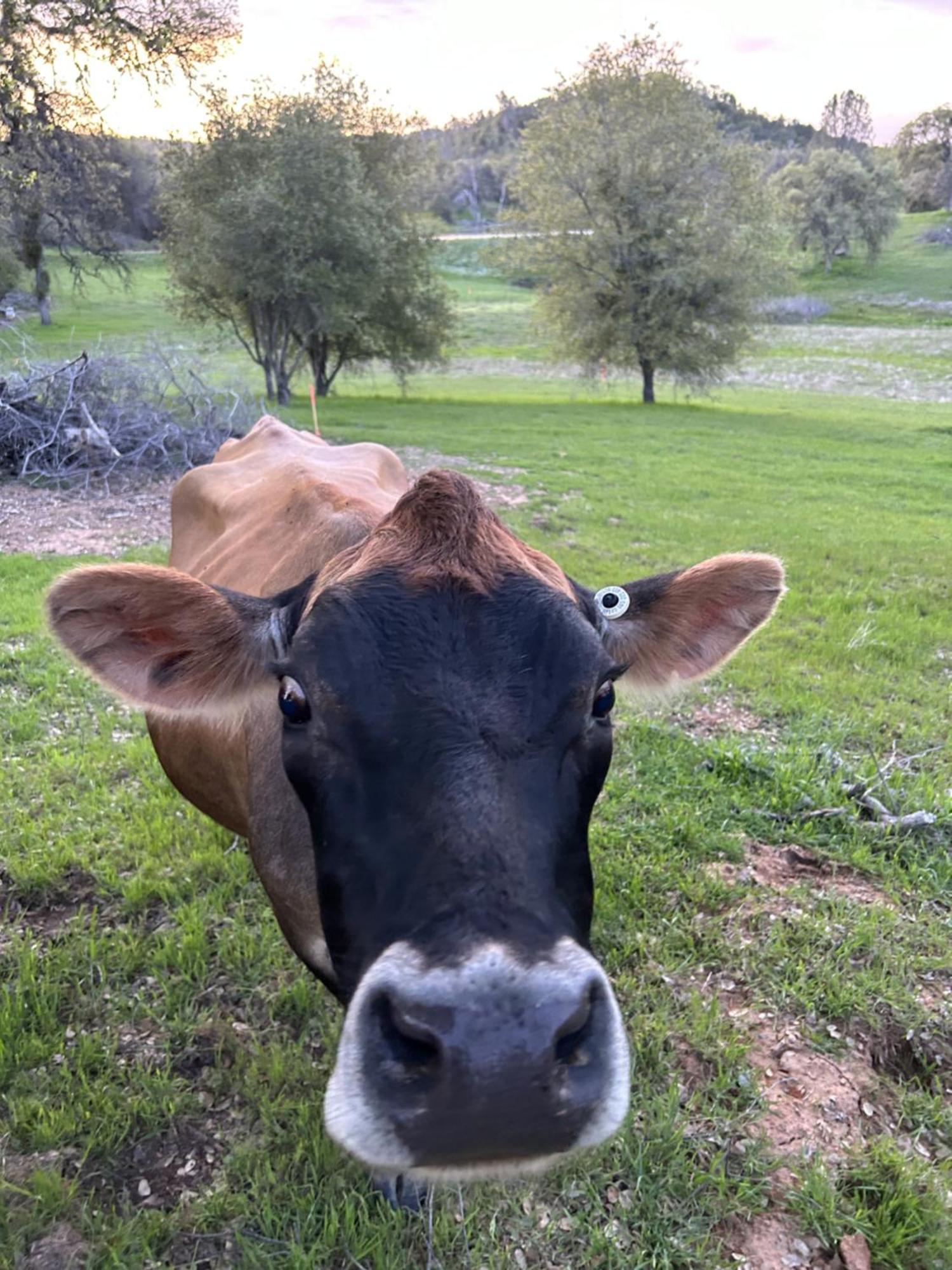 Rolling Oaks Ranch - 200 Acres Of Lakeside Beauty & Countryside Serenity Μαριπόζα Εξωτερικό φωτογραφία